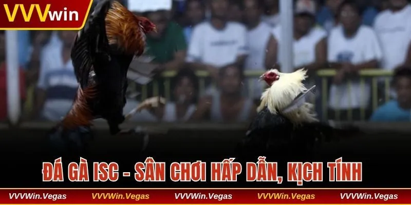 Đá gà ISC